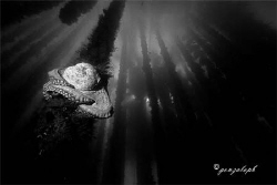 Rest by Gonzalo Perez 